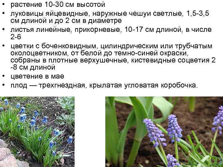  • растение 10 -30 см высотой • луковицы яйцевидные, наружные чешуи светлые, 1,