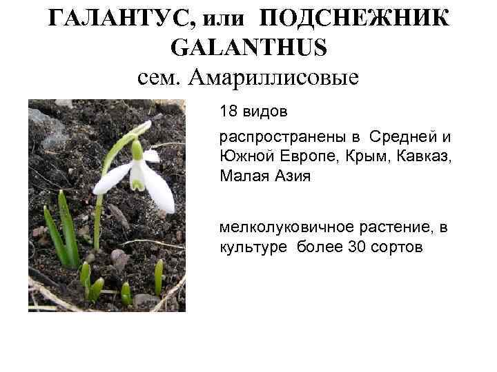 ГАЛАНТУС, или ПОДСНЕЖНИК GALANTHUS сем. Амариллисовые 18 видов распространены в Средней и Южной Европе,