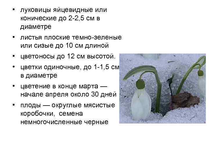  • луковицы яйцевидные или конические до 2 -2, 5 см в диаметре •