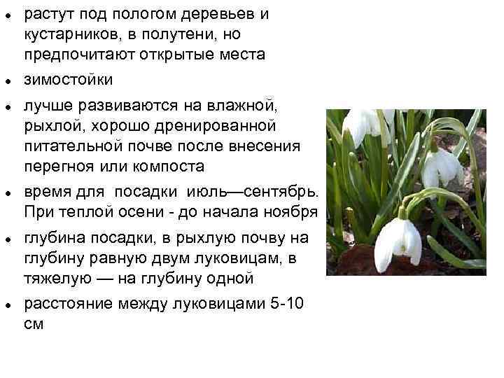  растут под пологом деревьев и кустарников, в полутени, но предпочитают открытые места зимостойки