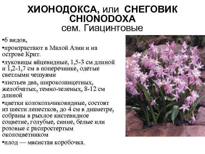 ХИОНОДОКСА, или СНЕГОВИК CHIONODOXA сем. Гиацинтовые • 6 видов, • произрастают в Малой Азии