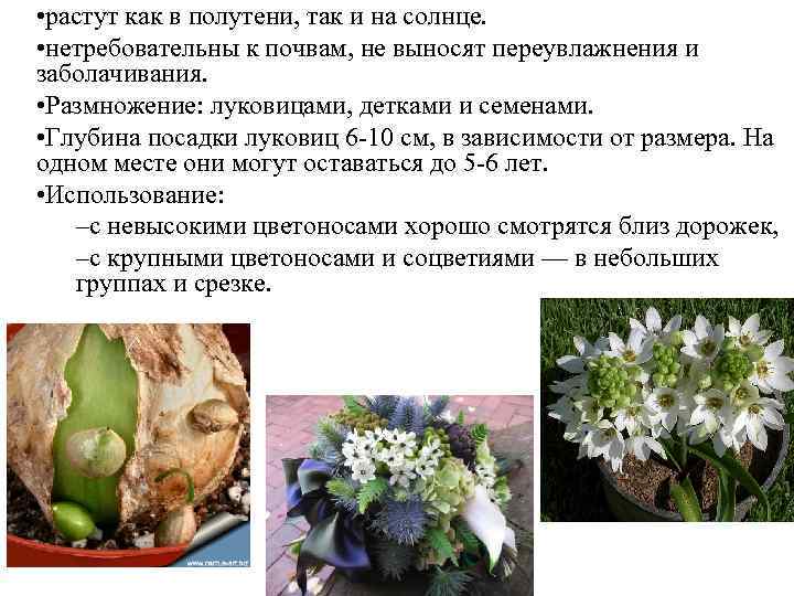  • растут как в полутени, так и на солнце. • нетребовательны к почвам,