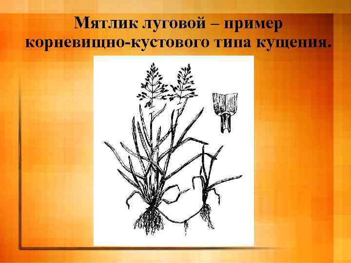 Мятлик луговой – пример корневищно-кустового типа кущения. 