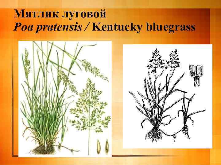 Мятлик луговой Poa pratensis / Kentucky bluegrass 