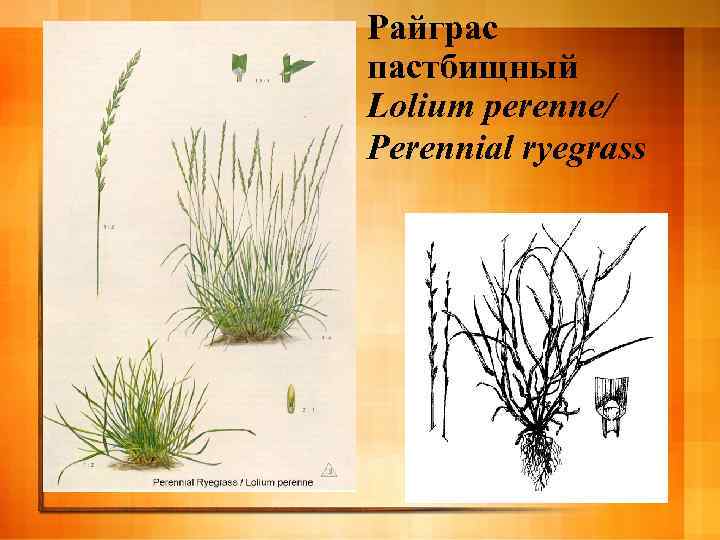 Райграс пастбищный Lolium perenne/ Perennial ryegrass 