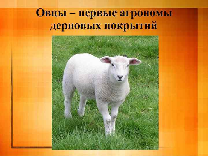 Овцы – первые агрономы дерновых покрытий 