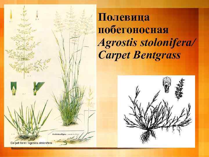 Полевица побегоносная Agrostis stolonifera/ Carpet Bentgrass 
