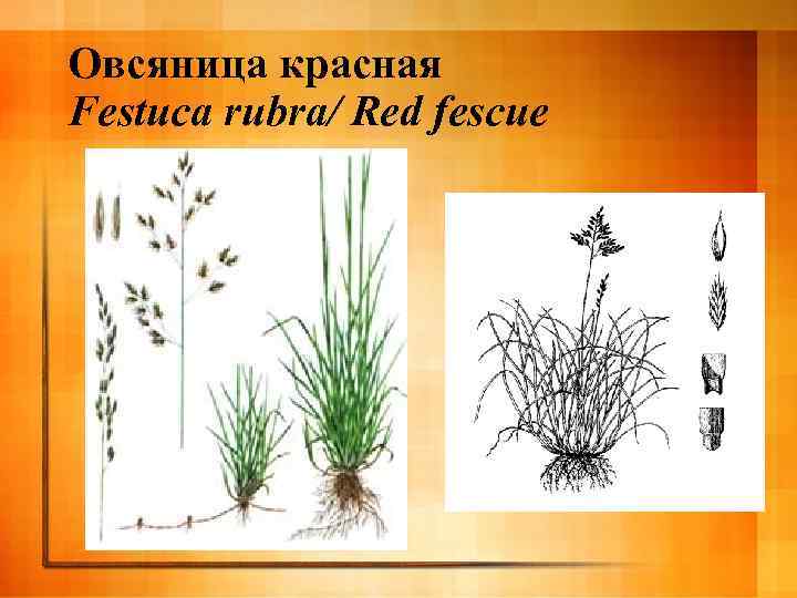 Овсяница красная Festuca rubra/ Red fescue 