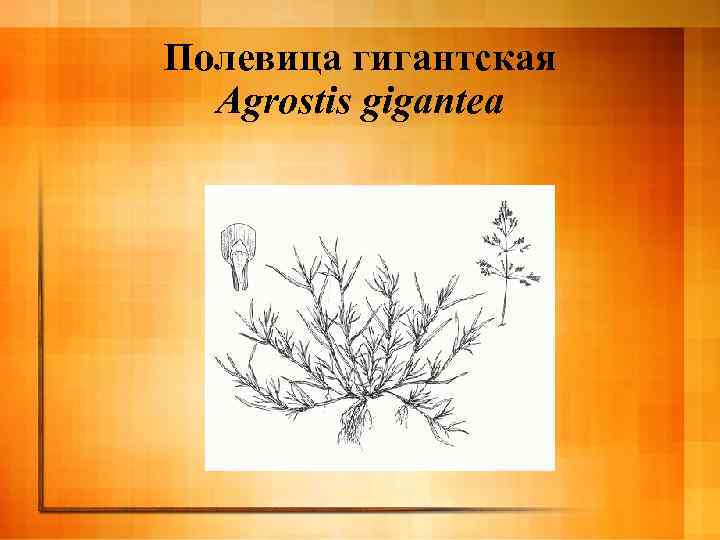 Полевица гигантская Agrostis gigantea 