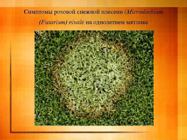 Симптомы розовой снежной плесени (Microdochium (Fusarium) nivale на однолетнем мятлике 