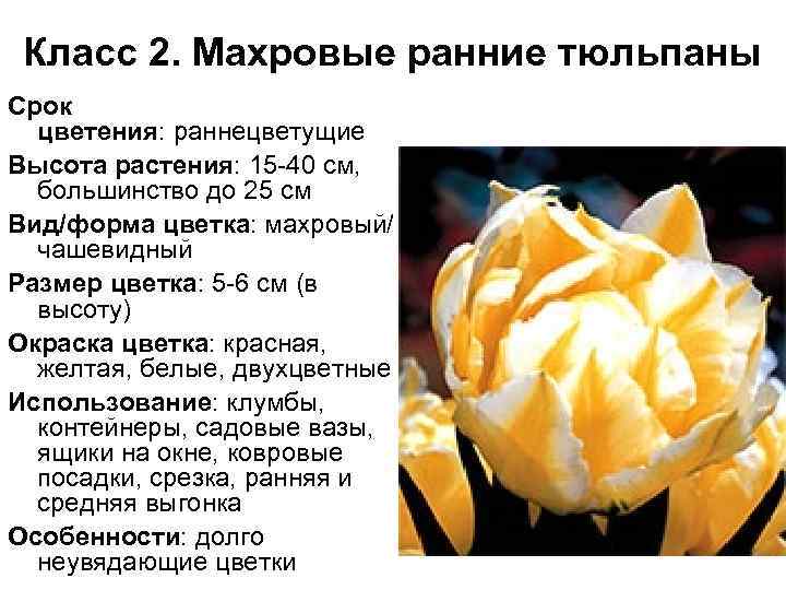 Класс 2. Махровые ранние тюльпаны Срок цветения: раннецветущие Высота растения: 15 -40 см, большинство