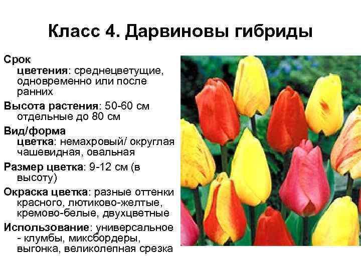 Класс 4. Дарвиновы гибриды Срок цветения: среднецветущие, одновременно или после ранних Высота растения: 50