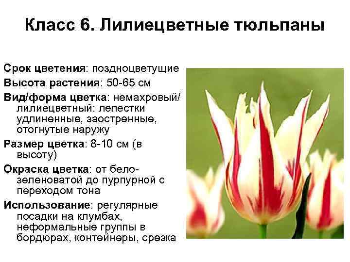 Класс 6. Лилиецветные тюльпаны Срок цветения: поздноцветущие Высота растения: 50 -65 см Вид/форма цветка: