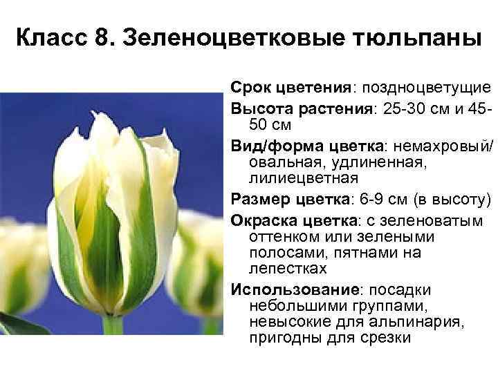 Класс 8. Зеленоцветковые тюльпаны Срок цветения: поздноцветущие Высота растения: 25 -30 см и 4550