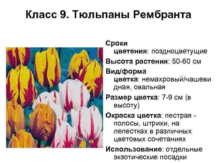 Класс 9. Тюльпаны Рембранта Сроки цветения: поздноцветущие Высота растения: 50 -60 см Вид/форма цветка: