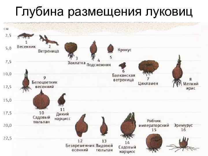 Тюльпаны на какую глубину