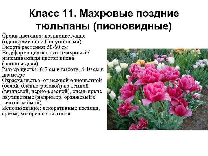 Класс 11. Махровые поздние тюльпаны (пионовидные) Сроки цветения: поздноцветущие (одновременно с Попугайными) Высота растения: