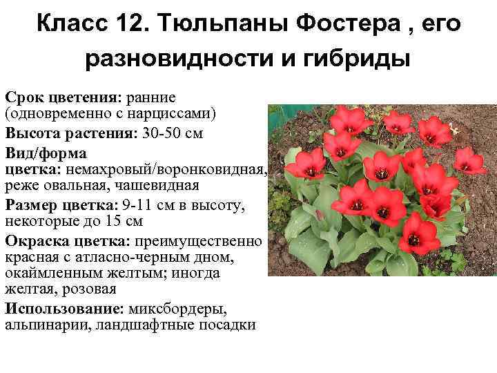 Какой тип питания характерен для тюльпана. Классификация тюльпанов таблица. Тюльпаны систематика и виды. Тюльпан сроки цветения. Сорта тюльпанов классификация.