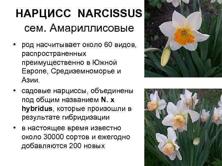 НАРЦИСС NARCISSUS сем. Амариллисовые • род насчитывает около 60 видов, распространенных преимущественно в Южной