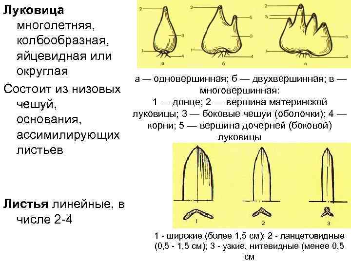 Луковица многолетняя, колбообразная, яйцевидная или округлая Состоит из низовых чешуй, основания, ассимилирующих листьев а
