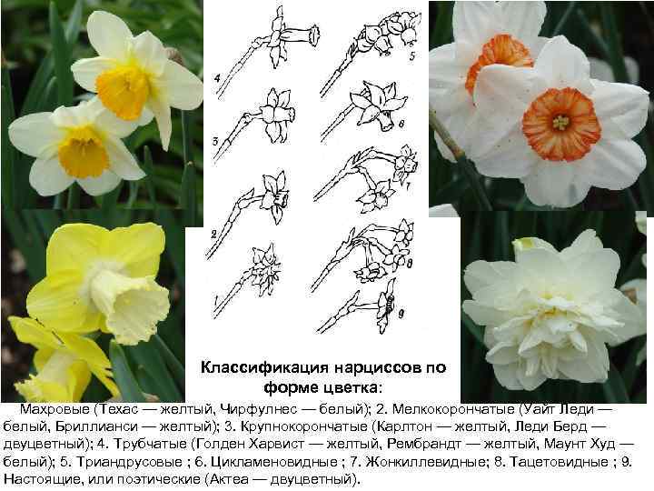 Классификация нарциссов по форме цветка: 1. Махровые (Техас — желтый, Чирфулнес — белый); 2.