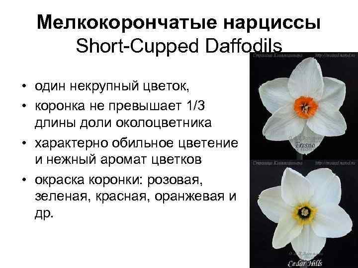 Мелкокорончатые нарциссы Short-Cupped Daffodils • один некрупный цветок, • коронка не превышает 1/3 длины