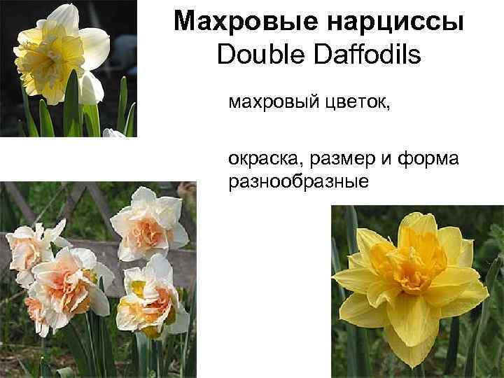 Махровые нарциссы Double Daffodils махровый цветок, окраска, размер и форма разнообразные 