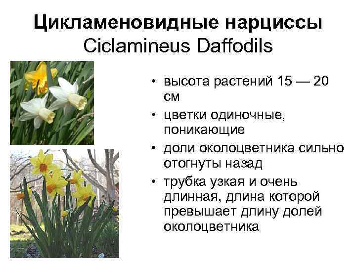 Цикламеновидные нарциссы Ciclamineus Daffodils • высота растений 15 — 20 см • цветки одиночные,