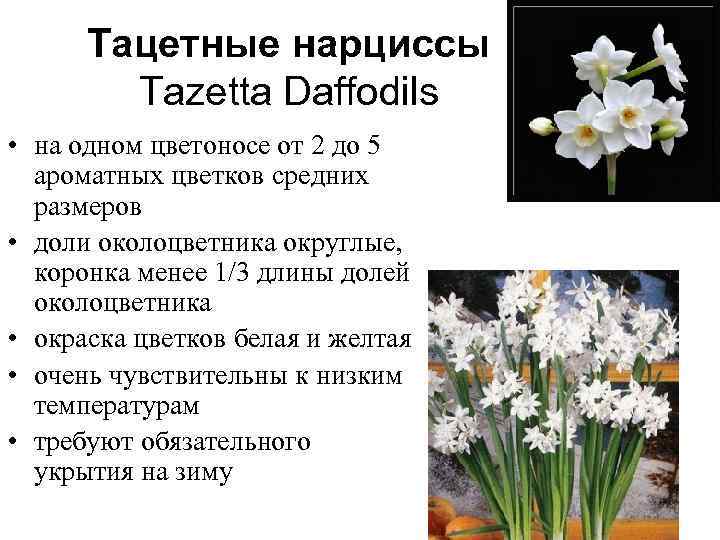 Тацетные нарциссы Tazetta Daffodils • на одном цветоносе от 2 до 5 ароматных цветков