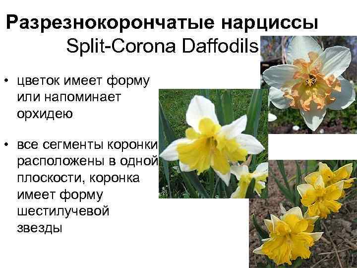 Разрезнокорончатые нарциссы Split-Corona Daffodils • цветок имеет форму или напоминает орхидею • все сегменты