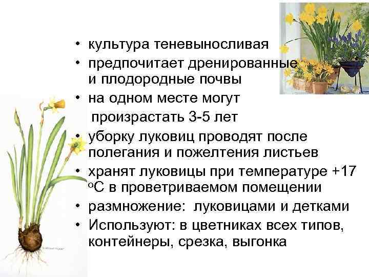  • культура теневыносливая • предпочитает дренированные и плодородные почвы • на одном месте
