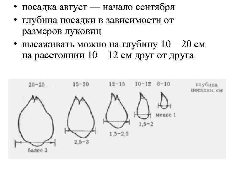  • посадка август — начало сентября • глубина посадки в зависимости от размеров
