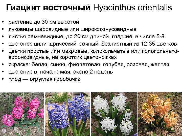 Гиацинт восточный Hyacinthus orientalis • • • растение до 30 см высотой луковицы шаровидные