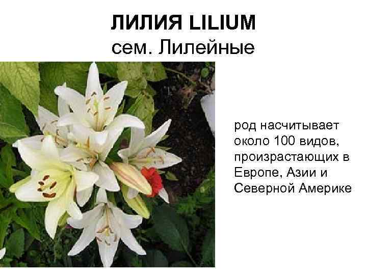 ЛИЛИЯ LILIUM сем. Лилейные род насчитывает около 100 видов, произрастающих в Европе, Азии и