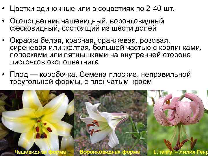  • Цветки одиночные или в соцветиях по 2 -40 шт. • Околоцветник чашевидный,