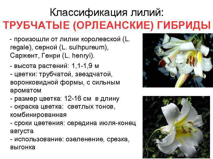 Классификация лилий: ТРУБЧАТЫЕ (ОРЛЕАНСКИЕ) ГИБРИДЫ - произошли от лилии королевской (L. regale), серной (L.
