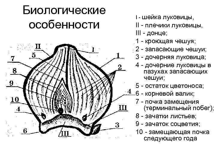Биологические особенности I - шейка луковицы, II - плечики луковицы, III - донце; 1