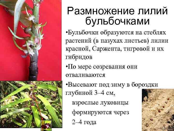 Размножение лилий бульбочками • Бульбочки образуются на стеблях растений (в пазухах листьев) лилии красной,