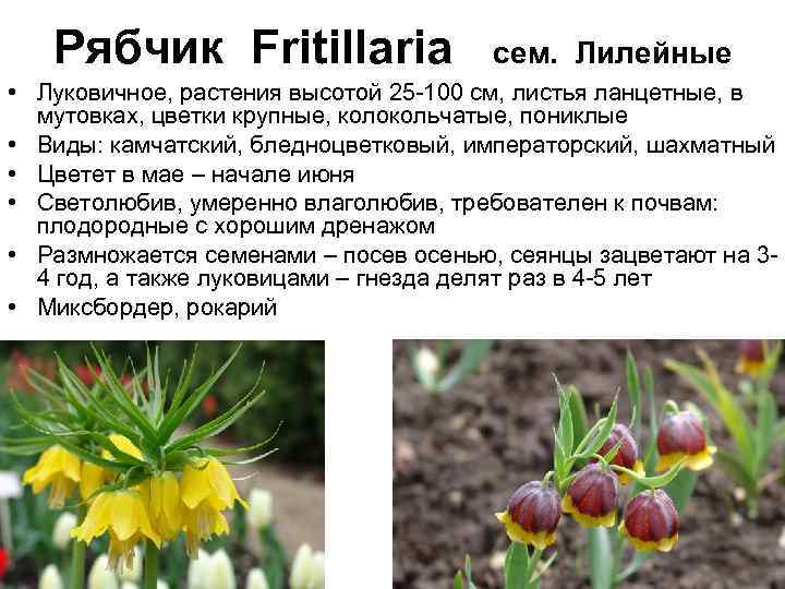 Рябчик Fritillaria сем. . Лилейные • Луковичное, растения высотой 25 -100 см, листья ланцетные,