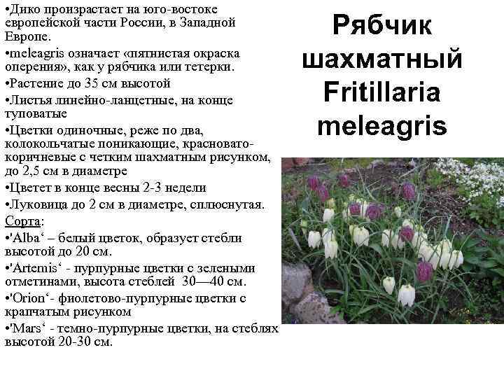  • Дико произрастает на юго-востоке европейской части России, в Западной Европе. • meleagris