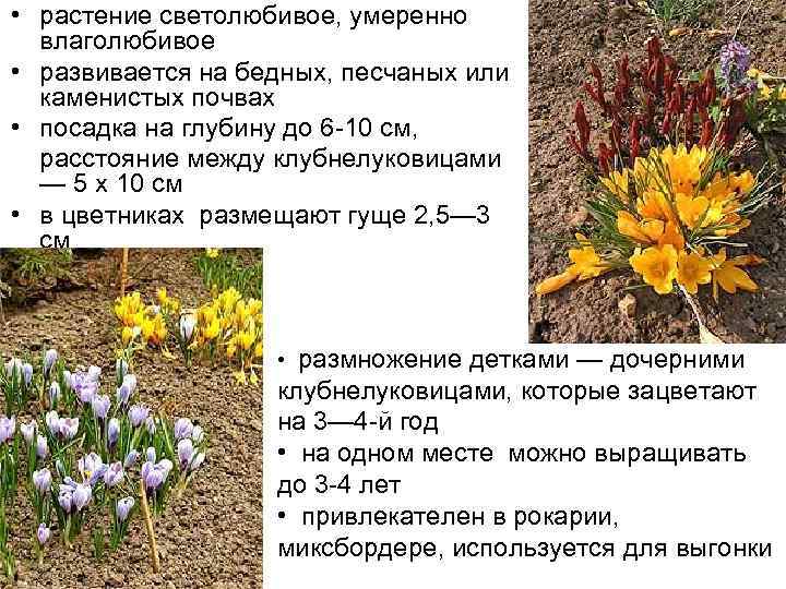  • растение светолюбивое, умеренно влаголюбивое • развивается на бедных, песчаных или каменистых почвах