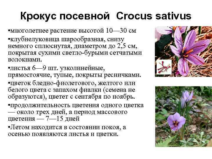 Почему именно крокус выбрали. Крокус Шафран посевной. Рокус (Шафран) посевной (Crocus sativus). Крокус посевной Шафран цветение. Крокус клубнелуковица.