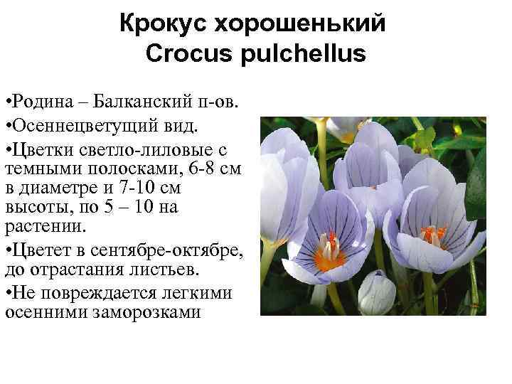 Крокус хорошенький Сrocus pulchellus • Родина – Балканский п-ов. • Осеннецветущий вид. • Цветки