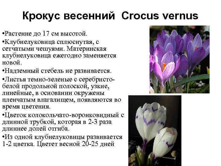 Крокус весенний Crocus vernus • Растение до 17 см высотой. • Клубнелуковица сплюснутая, с