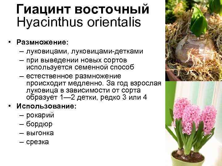 Гиацинт восточный Hyacinthus orientalis • Размножение: – луковицами, луковицами-детками – при выведении новых сортов