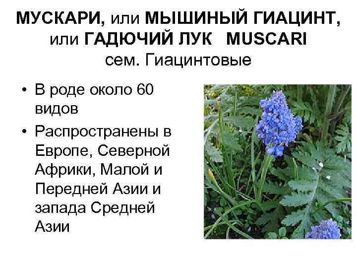 МУСКАРИ, или МЫШИНЫЙ ГИАЦИНТ, или ГАДЮЧИЙ ЛУК MUSCARI сем. Гиацинтовые • В роде около