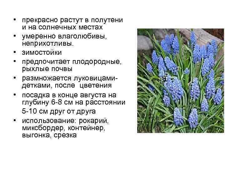  • прекрасно растут в полутени и на солнечных местах • умеренно влаголюбивы, неприхотливы.