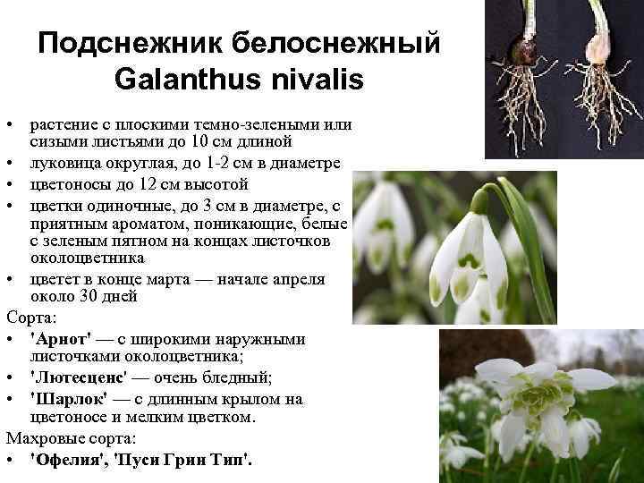 Подснежник белоснежный Galanthus nivalis • растение с плоскими темно-зелеными или сизыми листьями до 10