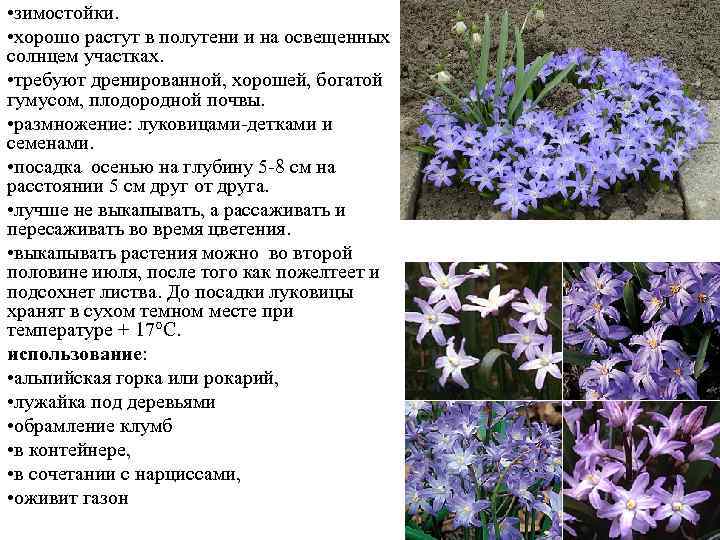  • зимостойки. • хорошо растут в полутени и на освещенных солнцем участках. •