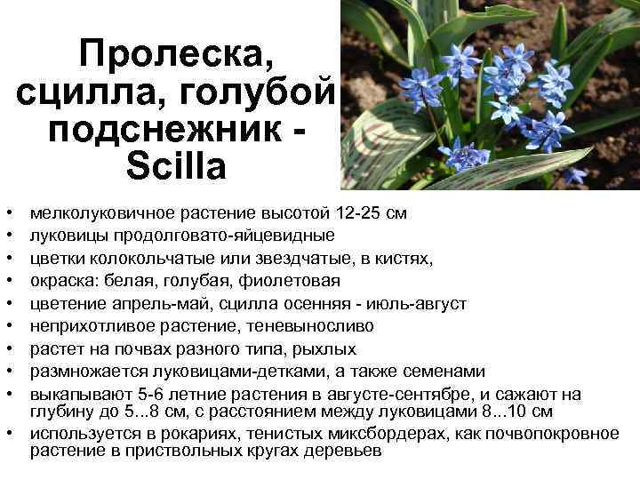 Пролеска, сцилла, голубой подснежник - Scilla • • • мелколуковичное растение высотой 12 -25